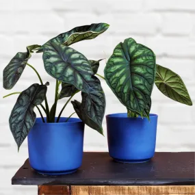 Alocasia Dragon Scale