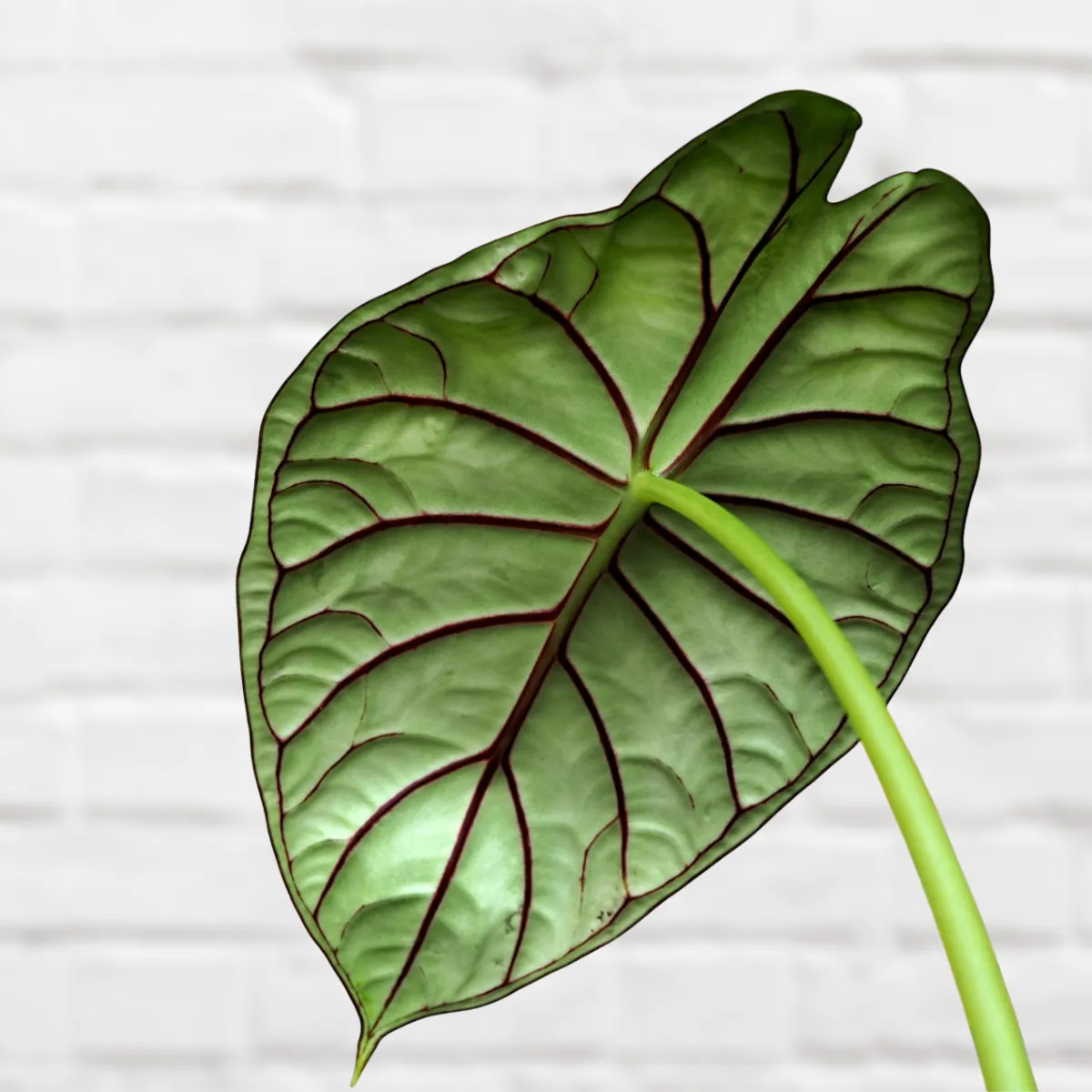 Alocasia Dragon Scale